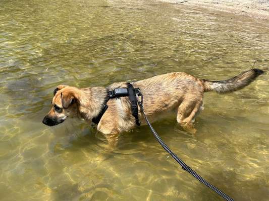 TierschutzhundeStammtisch🐕-Beitrag-Bild