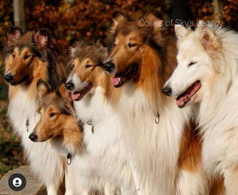 Collies gesucht-Beitrag-Bild