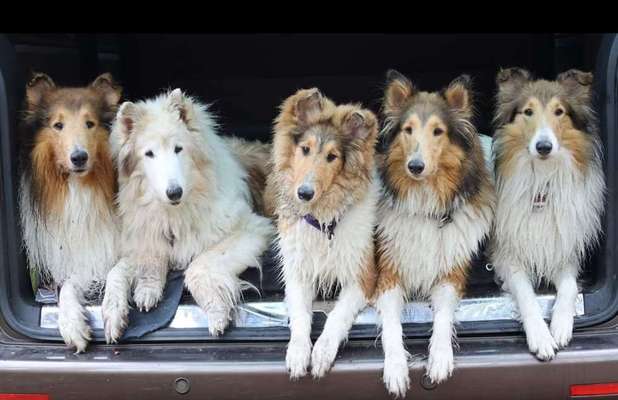 FOTOCHALLENGE 70 - Dein Hund im Auto-Beitrag-Bild