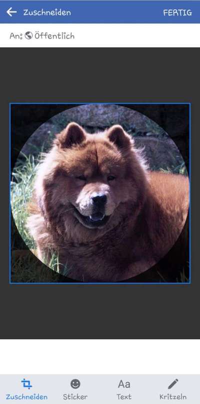 Was denkt ihr, welche Rassen könnten in ihm stecken?-Beitrag-Bild