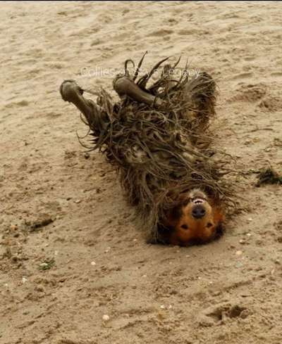 FOTOCHALLENGE 72 - Glücklicher Hund im Schmuddel-Look-Beitrag-Bild