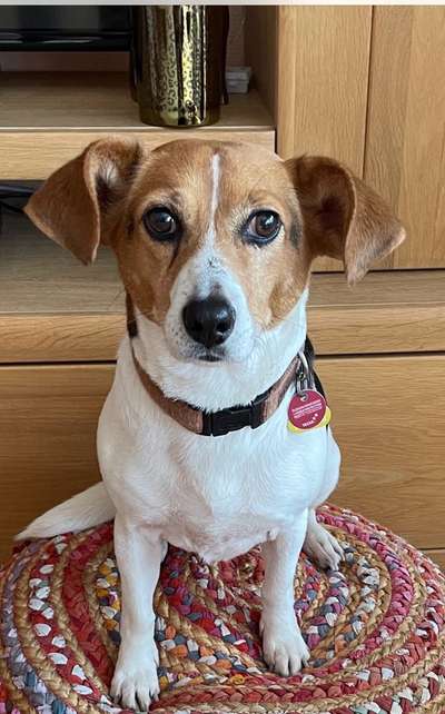 Unsere Fellnasen-Vielfalt im Überblick!-Beitrag-Bild