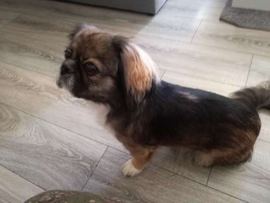 Hundetreffen-Mönchengladbach Rheydt-Bild