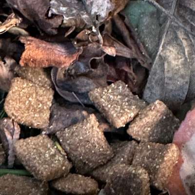 Giftköder-Giftköder-Bild