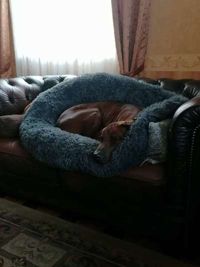 Rhodesian Ridgeback-Beitrag-Bild