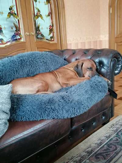 Rhodesian Ridgeback-Beitrag-Bild