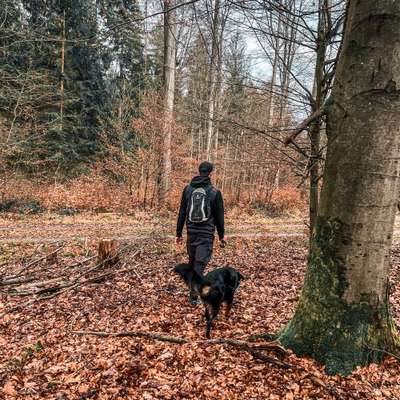 Hundetreffen-Social Walk-Bild