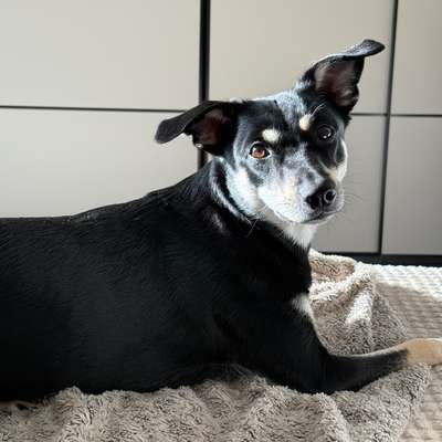 Hundetreffen-Gemeinsame Spiel- und Trainingsrunden-Bild