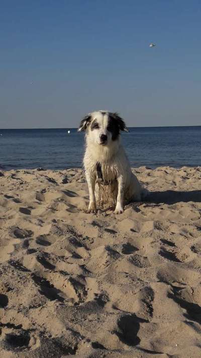 36. Handy Foto Challenge - Sonnenanbeter-Beitrag-Bild