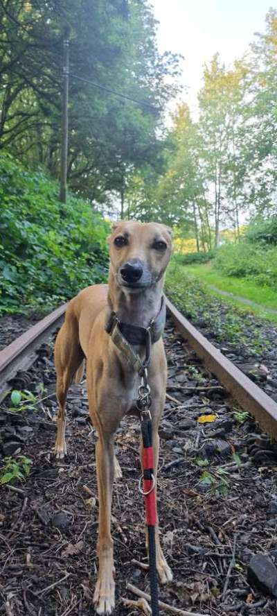 Windhunde - Treffen der besonderen Schönheiten
HERZLICH WILLKOMMEN-Beitrag-Bild