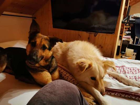 Hunde vom Tierschutzverein 🐕♥️-Beitrag-Bild