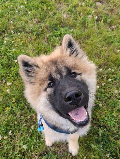 Eurasier hier?-Beitrag-Bild