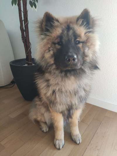 Eurasier hier?-Beitrag-Bild