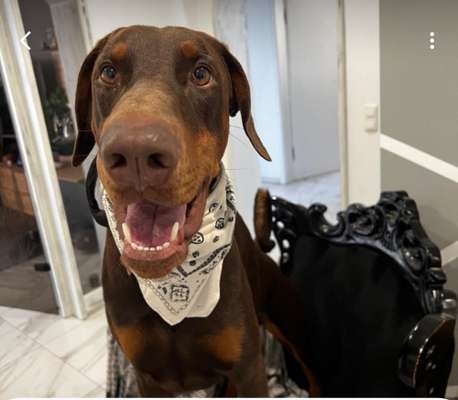 Hundetreffen-Suche für unseren Ares eine Spielkameradin-Bild