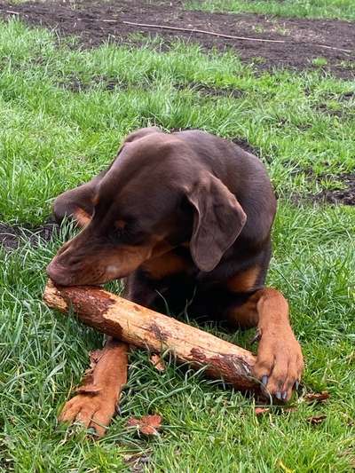 Hundetreffen-Spielfreund-Bild