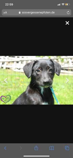 Neuer Hund-Beitrag-Bild