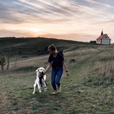 Hundetreffen-Spazieren, Trainieren & Spielen-Bild