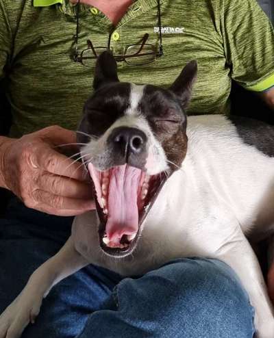 Tongue Out Tuesday-Beitrag-Bild