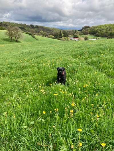 Schnauzer-Beitrag-Bild