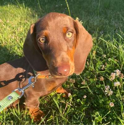 Hundetreffen-Welpentreff: Sozialkontakte für Sally Haan/ Solingen/ Erkrath-Bild