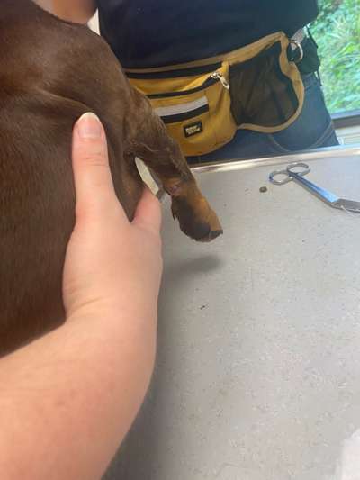 Dekubitus (Wunde) beim Welpen-Beitrag-Bild