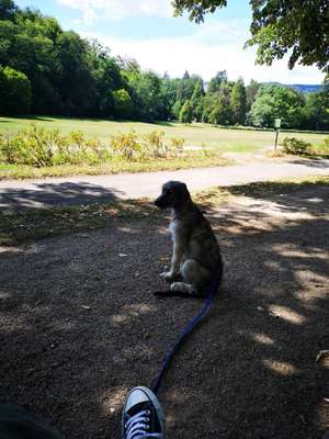 Hundeauslaufgebiet-Baden-Baden Allee-Bild