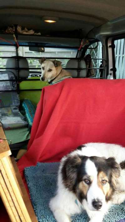 FOTOCHALLENGE 70 - Dein Hund im Auto-Beitrag-Bild