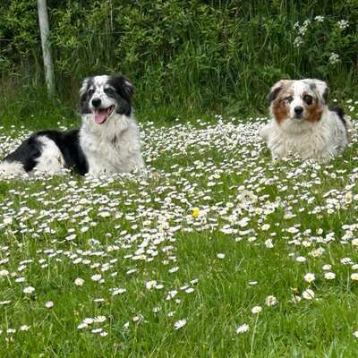 Hundetreffen-Gemeinsames spazieren und Trainieren-Bild