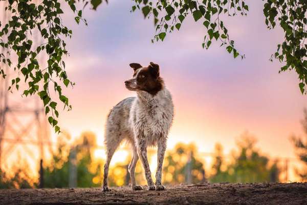 Westsibirische Laika ^~^-Beitrag-Bild