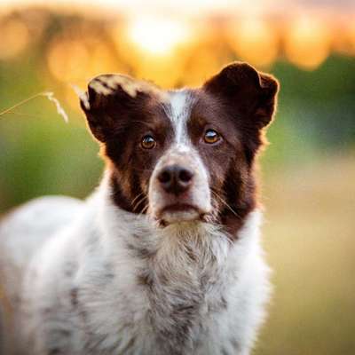 Hundetreffen-Seniorentreffs in und um Ricklingen-Bild