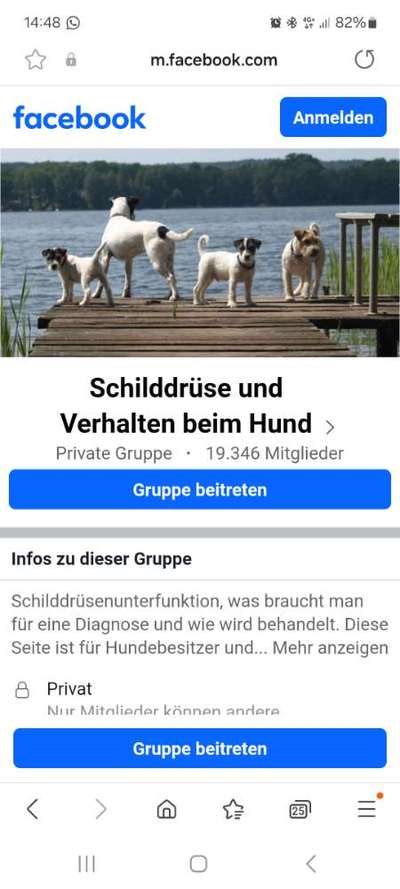 Mein Hund leidet unter sehr starken Verhaltensstörungen-Beitrag-Bild