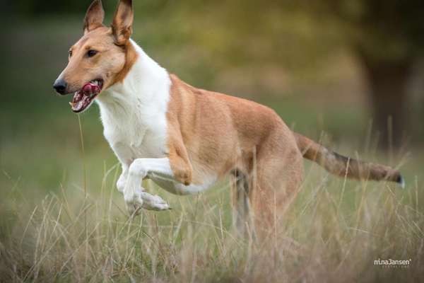 Collies gesucht-Beitrag-Bild