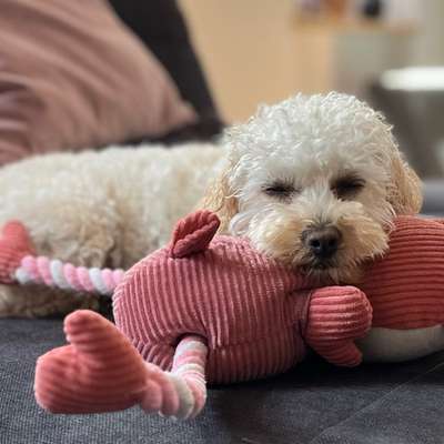 Hundetreffen-Kleine Cockerpoo Dame sucht Freund/In-Bild