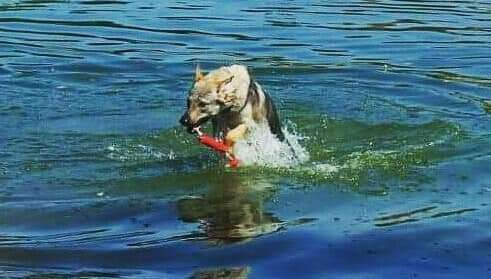 Dogorama-Monats-Challenge-Mai "Wasser"-Beitrag-Bild