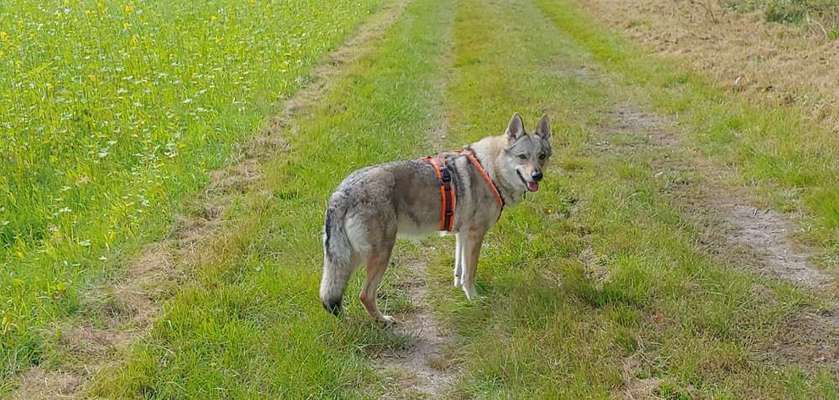 Tschechischer wolfshund Mischling-Beitrag-Bild