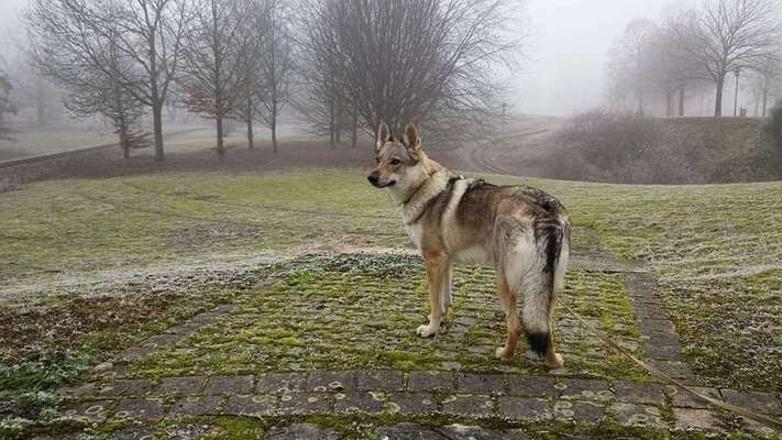 Dein Hund im Dogorama-Kalender 2021-Beitrag-Bild