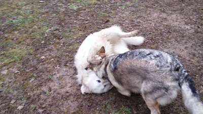 Bester Freund, Hundekumpel - zeigt her!-Beitrag-Bild