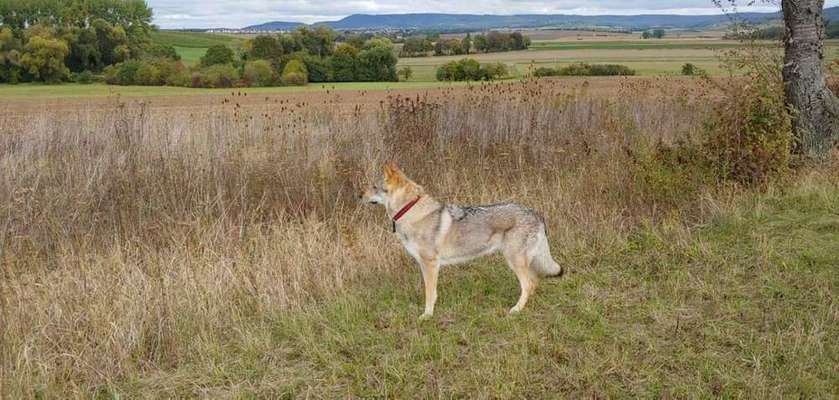Dein Hund im Dogorama-Kalender 2021-Beitrag-Bild