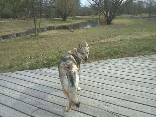 Dein Hund im Dogorama-Kalender 2021-Beitrag-Bild