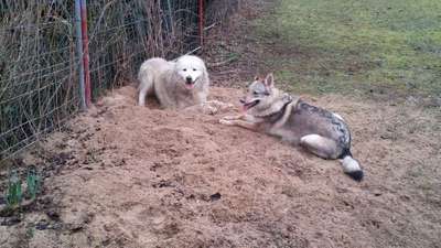 Bester Freund, Hundekumpel - zeigt her!-Beitrag-Bild