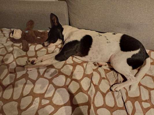 Euer Hund und sein Lieblingskuscheltier-Beitrag-Bild