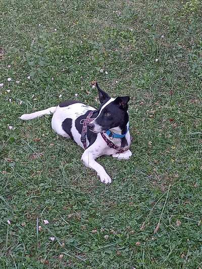 Auslandstierschutz-Beitrag-Bild