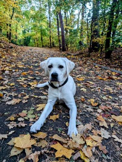 Hundetreffen-Gassirunde zum Spielen und Trainieren-Bild