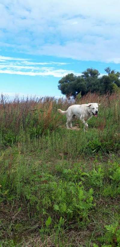 Die Dogorama Monats Challenge "Es grünt und blüht"-Beitrag-Bild