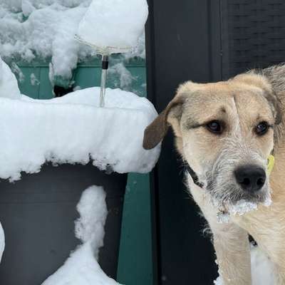 Hundetreffen-Playdate mit Milo-Bild