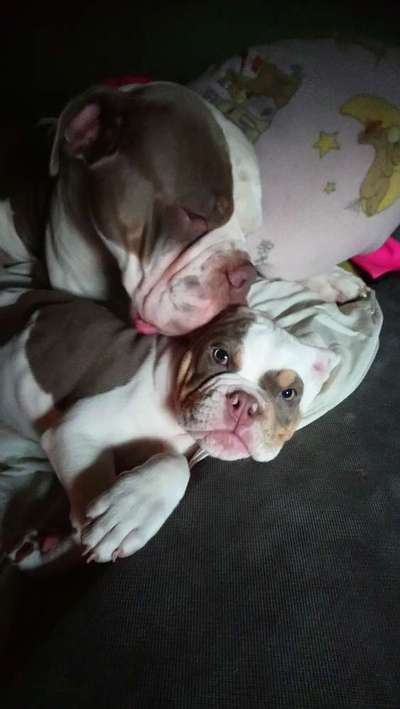 Dogorama Photo Challenge - Hundeblick zum hinschmelzen-Beitrag-Bild