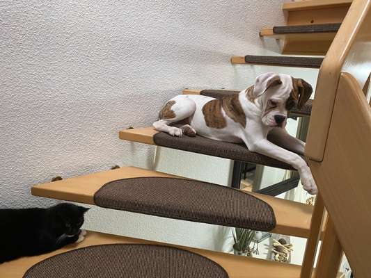 Hund und Katz Momente-Beitrag-Bild