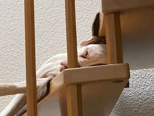 Challenge Nr 14
Eure Fellnasen auf ihrem Lieblingsplatz-Beitrag-Bild