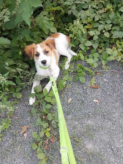 Rassen rätsel-Beitrag-Bild