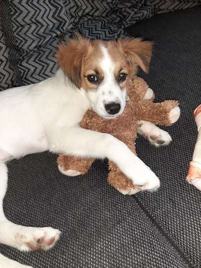 Welpen Bilder !-Beitrag-Bild